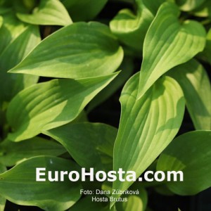 Hosta Brutus - Eurohosta