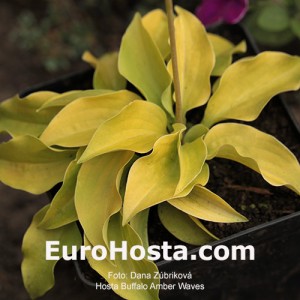 Hosta Amber Waves