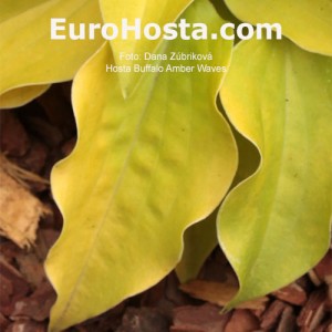 Hosta Amber Waves