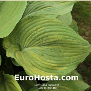 Hosta Buffalo Bill