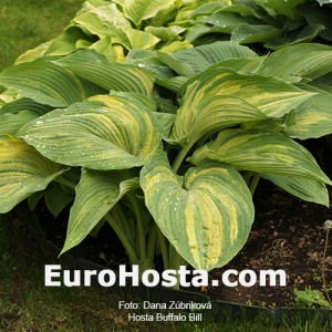 Hosta Buffalo Bill