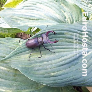 Hosta Buffalo Bill