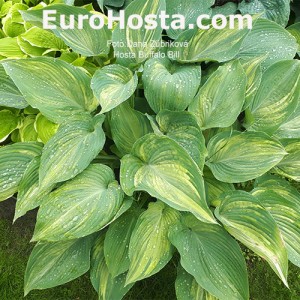 Hosta Buffalo Bill