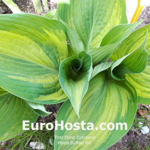 Hosta Buffalo Bill