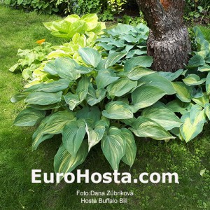 Hosta Buffalo Bill