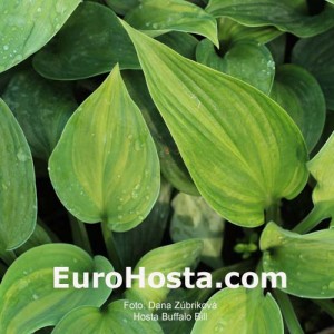 Hosta Buffalo Bill