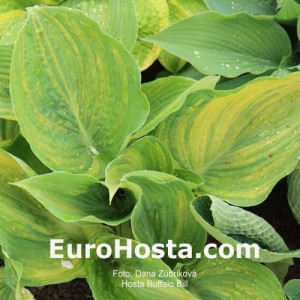 Hosta Buffalo Bill