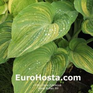 Hosta Buffalo Bill