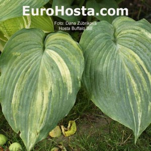 Hosta Buffalo Bill