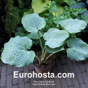 Hosta Buffalo Blue Lake