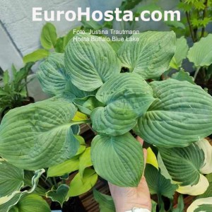 Hosta Buffalo Blue Lake