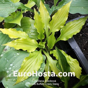 Hosta Buffalo Crazy Daisy