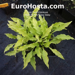 Hosta Buffalo Crazy Daisy