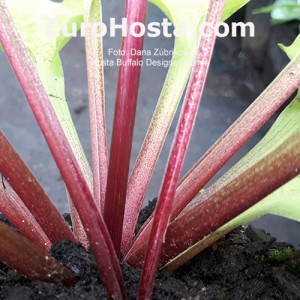 Hosta Buffalo Designer Genes