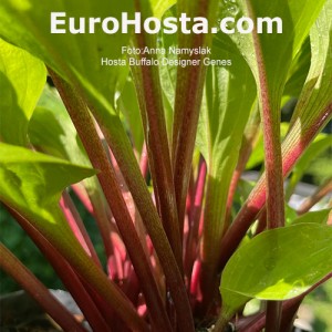 Hosta Buffalo Designer Genes