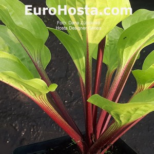 Hosta Buffalo Designer Genes