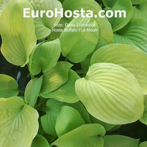 Hosta Buffalo Full Moon