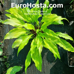 Hosta Buffalo Golden Curls