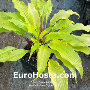 Hosta Buffalo Golden Curls