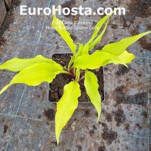 Hosta Buffalo Golden Curls