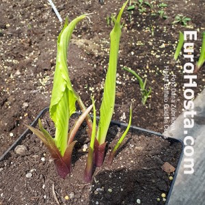 Hosta Buffalo Golden Curls