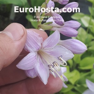 Hosta Buffalo Golden Tiara