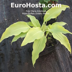 Hosta Buffalo Golden Warrior