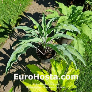 Hosta Buffalo Grassland Fountain