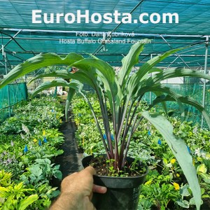 Hosta Buffalo Grassland Fountain