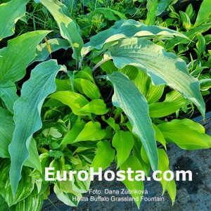 Hosta Buffalo Grassland Fountain