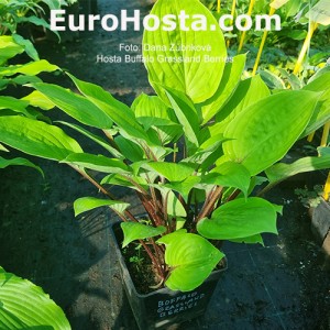 Hosta Buffalo Grassland Berries