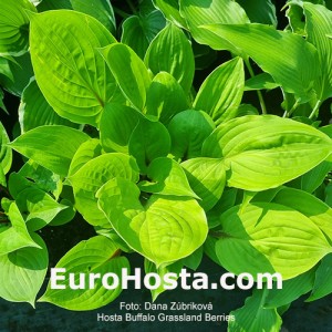 Hosta Buffalo Grassland Berries