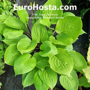 Hosta Buffalo Grassland Berries