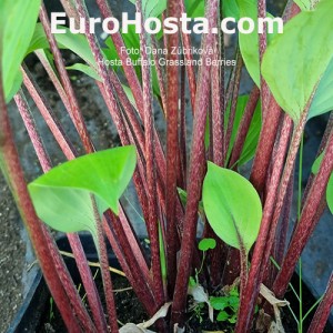 Hosta Buffalo Grassland Berries