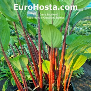 Hosta Buffalo Grassland Berries
