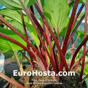 Hosta Buffalo Grassland Berries