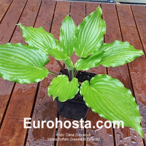 Hosta Buffalo Grassland Emerald 