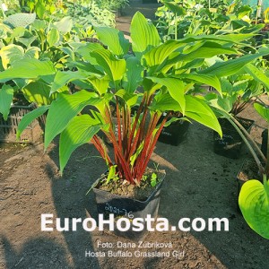 Hosta Buffalo Grassland Charm