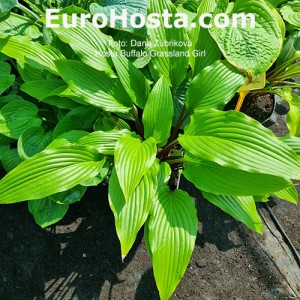 Hosta Buffalo Grassland Girl