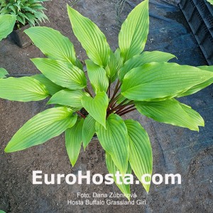 Hosta Buffalo Grassland Charm