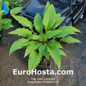 Hosta Buffalo Grassland Charm