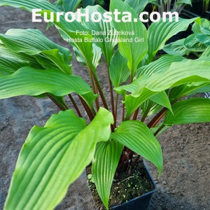 Hosta Buffalo Grassland Charm