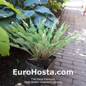 Hosta Buffalo Grassland Lightning