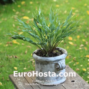 Hosta Buffalo Grassland Lightning