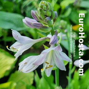 Hosta Buffalo Grassland Lightning