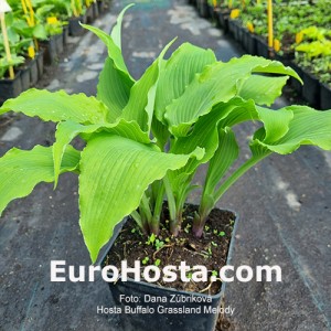hosta Buffalo Grassland Melody 