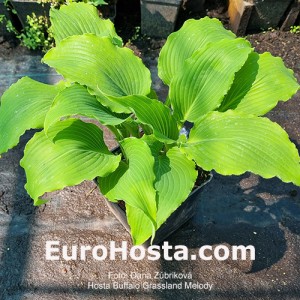 hosta Buffalo Grassland Melody 