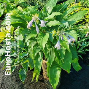 hosta Buffalo Grassland Melody 