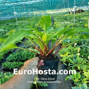 Hosta Buffalo Grassland Rain