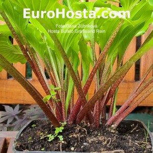 Hosta Buffalo Grassland Rain